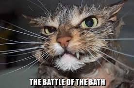 catbath.jpg